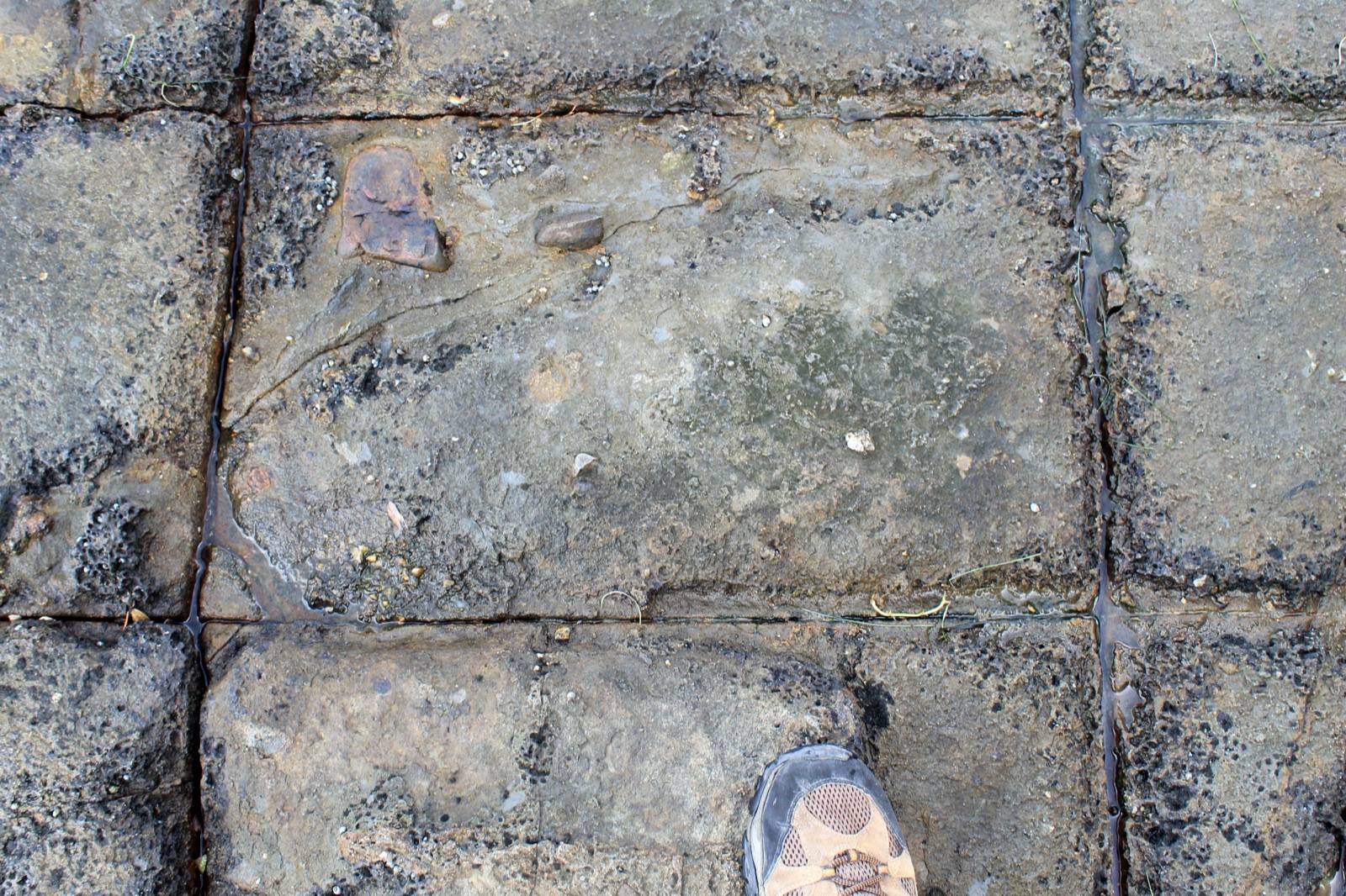 Ice-rafted dropstones embedded in Permian tessellated pavement at Eaglehawk Neck, Tasmania