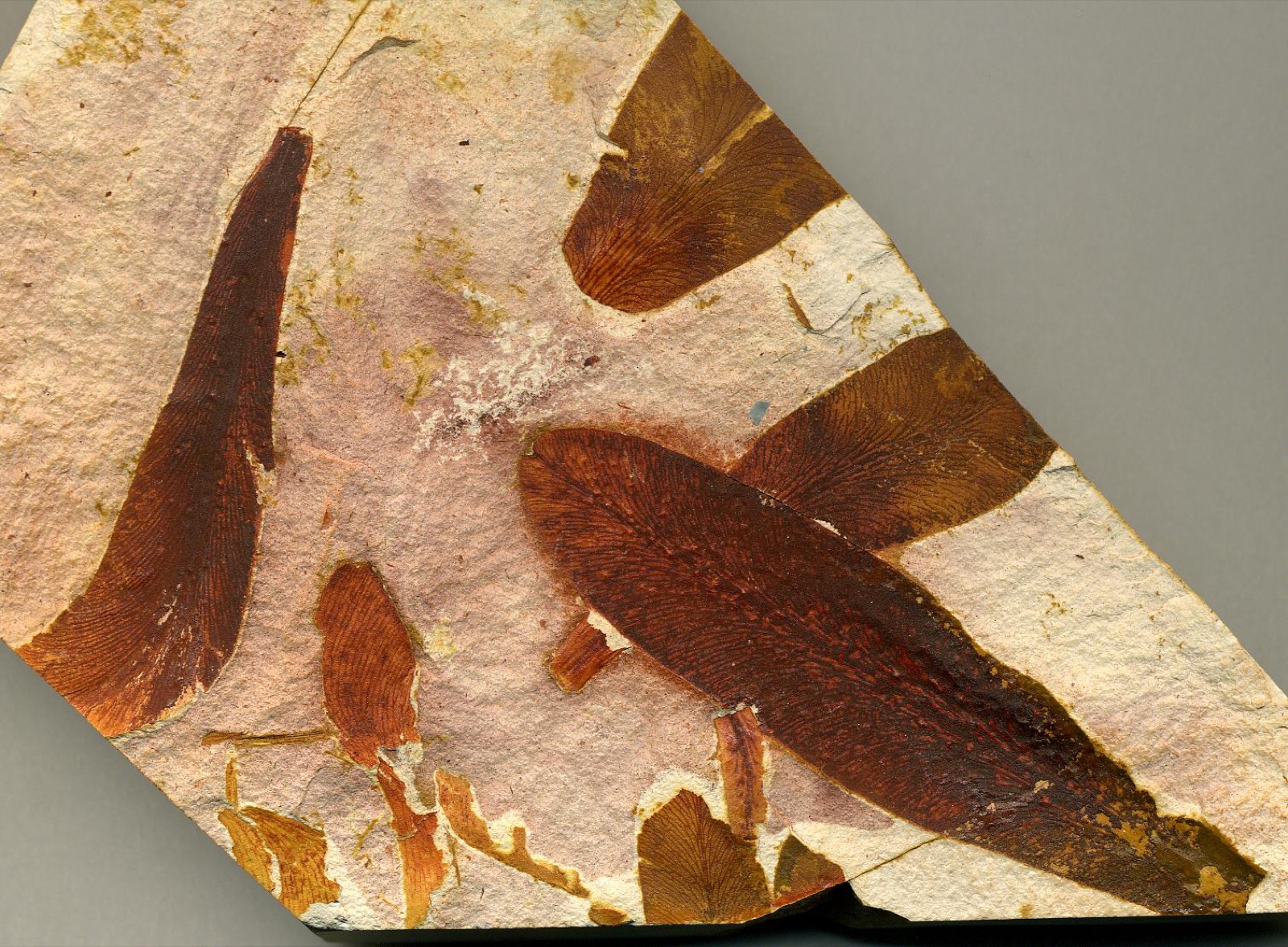 Glossopteris fossil seed-fern leaves preserved in Upper Permian claystone